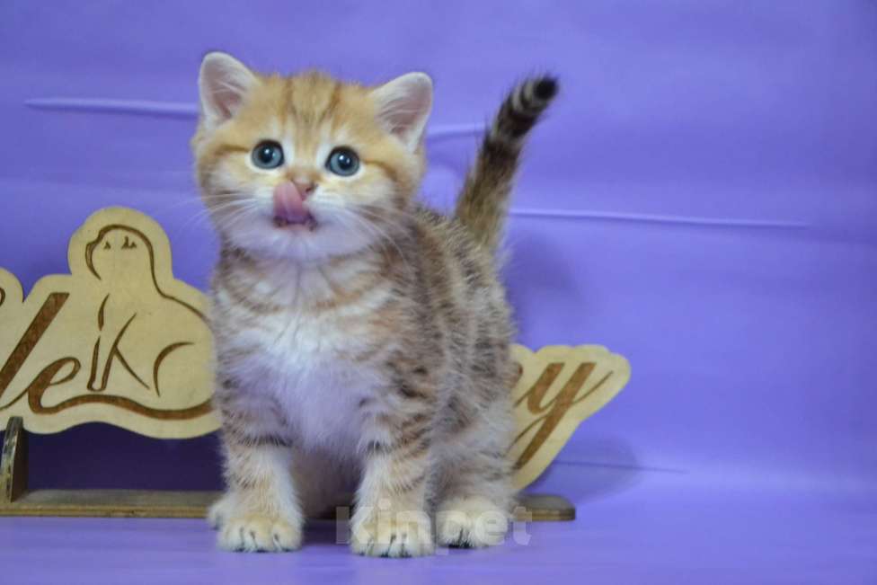 Кошки в Москве: Мальчик страйтик в золотой щубке Мальчик, 35 000 руб. - фото 5