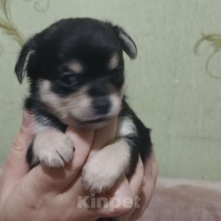 Собаки в Владикавказе: Мини Мальчик, 3 000 руб. - фото 3