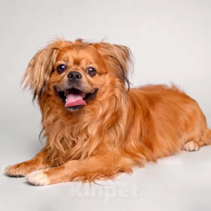 Собаки в Москве: Тима Мальчик, Бесплатно - фото 2