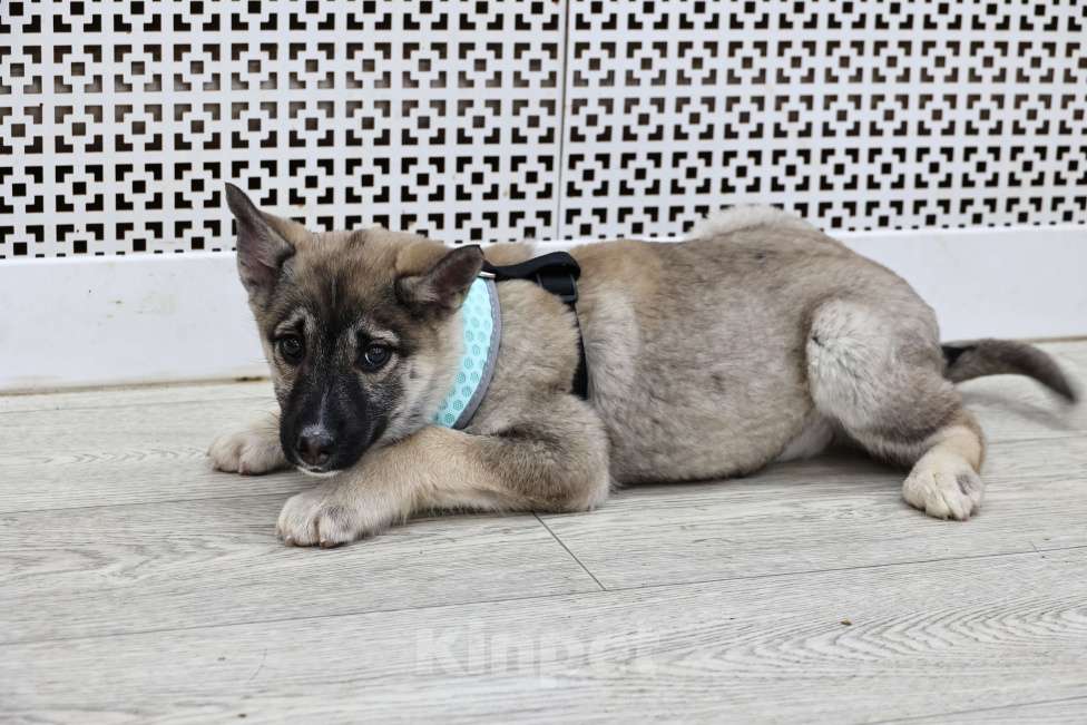 Собаки в Москве: Щенки бесплатно в Москве Девочка, Бесплатно - фото 5