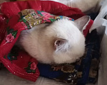 Кошки в Ялуторовске: Отдам в хорошие руки Девочка, Бесплатно - фото 5