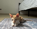 Кошки в Мытищах: Котята Корниш-рекс Мальчик, 35 000 руб. - фото 4