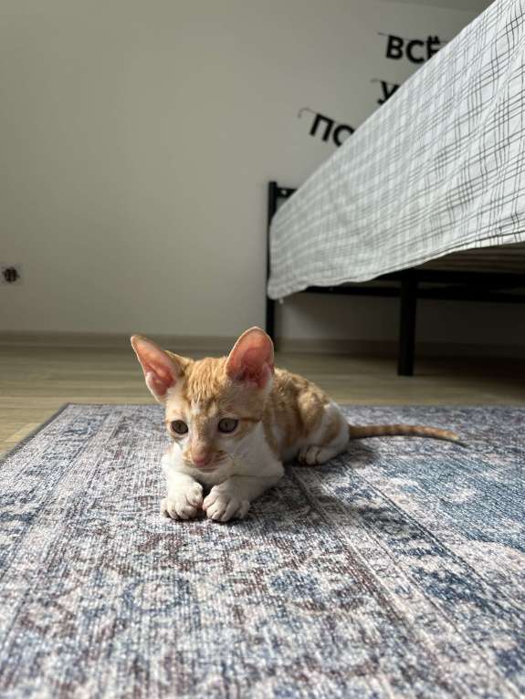 Кошки в Мытищах: Котята Корниш-рекс Мальчик, 35 000 руб. - фото 4