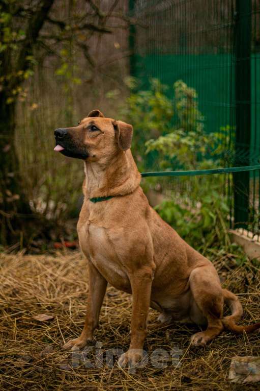 Собаки в Москве: Дрон Мальчик, Бесплатно - фото 3