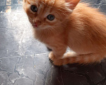 Кошки в Игарке: Котята, Бесплатно - фото 2