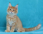 Кошки в Мытищах: Котенок Мейн-кун Мальчик, 40 000 руб. - фото 1