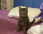 Кошки в Нальчике: Потерялась Кошка Ева (( Девочка, 100 000 000 000 руб. - фото 2