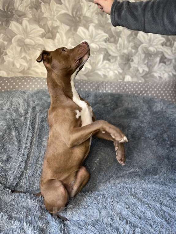 Собаки в Москве: Шоколадный щенок питбуля Миса в добрые руки Девочка, 1 руб. - фото 6