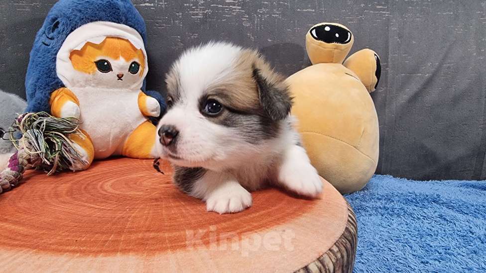 Собаки в Москве: Элитный щенок Мальчик, 85 000 руб. - фото 4