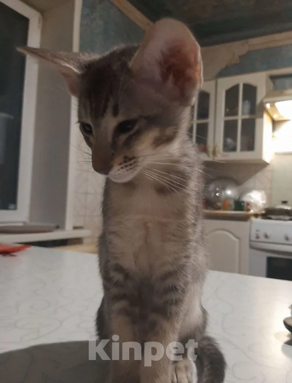 Кошки в Кузнецке: Ориентальный котенок Разнополые, 20 000 руб. - фото 8