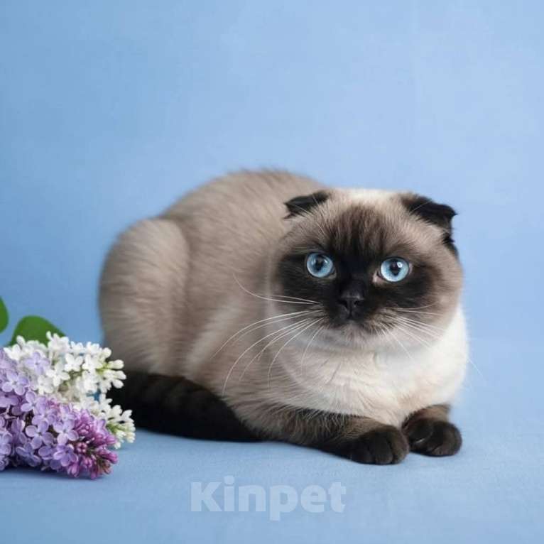Кошки в Москве: Скоттиш фолд сил Пойнт девочка Девочка, 50 000 руб. - фото 4