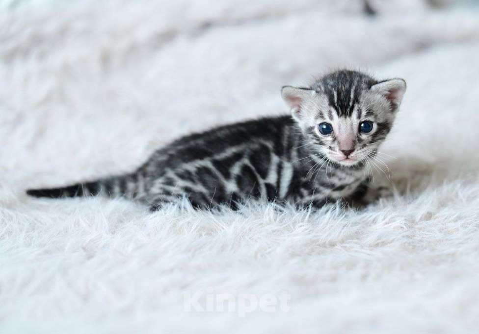 Кошки в Ивантеевке: D001 Девочка, 70 000 руб. - фото 3