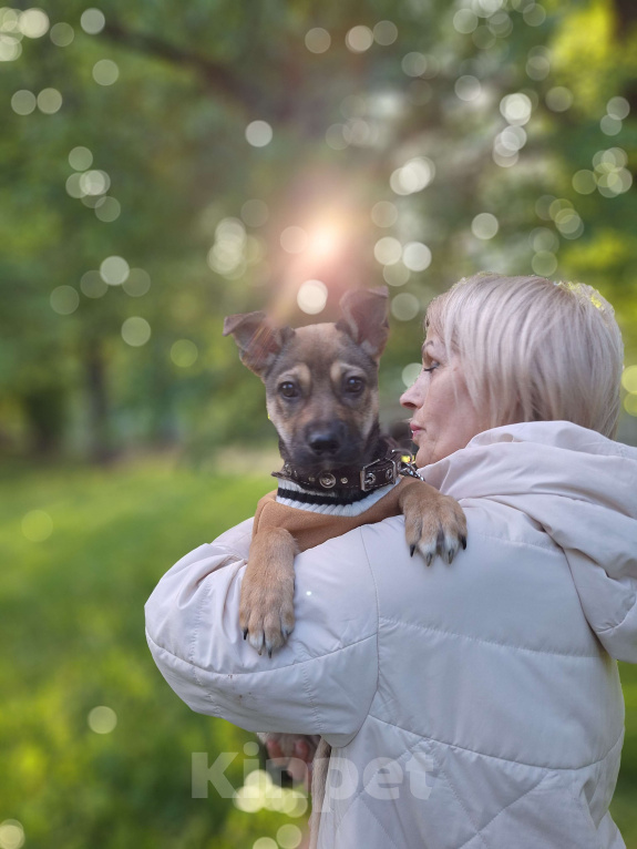 Собаки в Москве: Щенок в добрые руки Мальчик, Бесплатно - фото 3