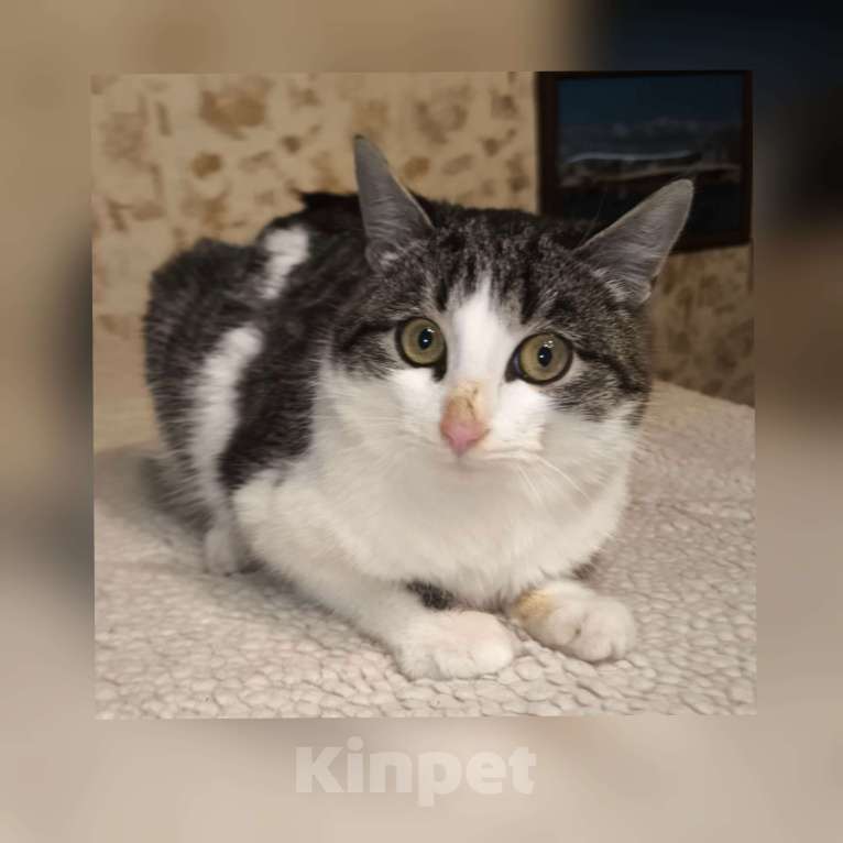 Кошки в Казани: Котенок подросток Мальчик, Бесплатно - фото 1