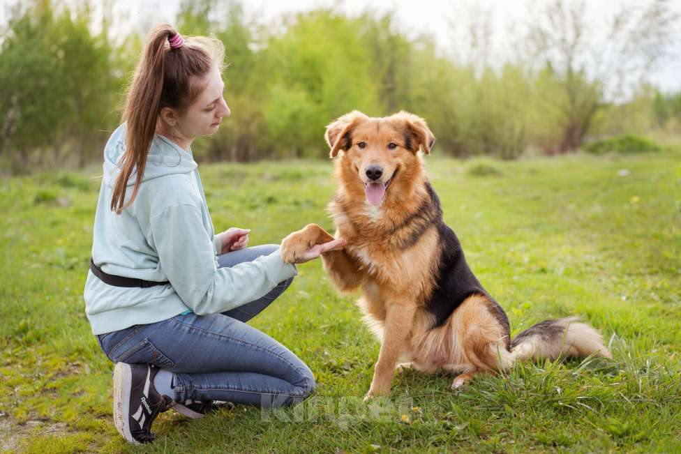 Собаки в Москве: Миндаль - собака в добрые руки Мальчик, Бесплатно - фото 2