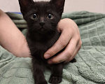 Кошки в Ореховом-Зуево: Котята метисы бенгал-ориентал Разнополые, 16 500 руб. - фото 5