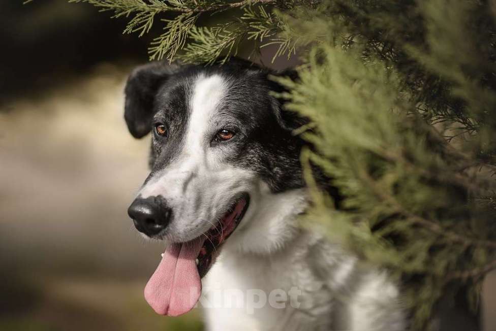 Собаки в Москве: Бим Мальчик, Бесплатно - фото 2