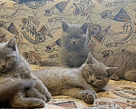 Кошки в Краснодаре: Милые котята британской породы Мальчик, Бесплатно - фото 3