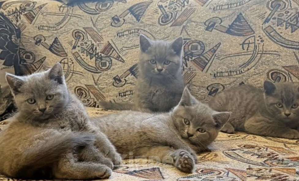 Кошки в Краснодаре: Милые котята британской породы Мальчик, Бесплатно - фото 3