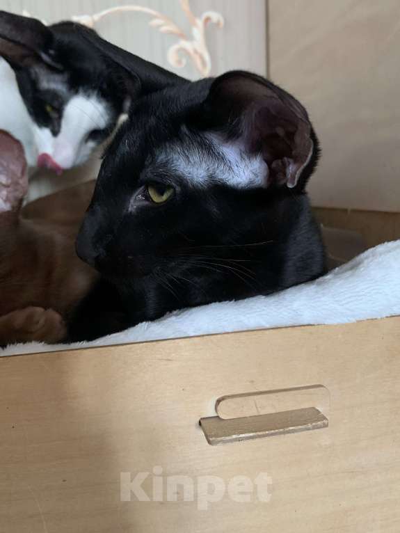 Кошки в Москве: Ориентальный котик Мальчик, 50 000 руб. - фото 3