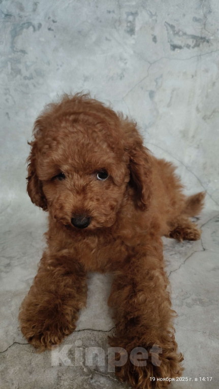 Собаки в Мытищах: Миниатюрный пудель Анри Мальчик, 130 000 руб. - фото 2