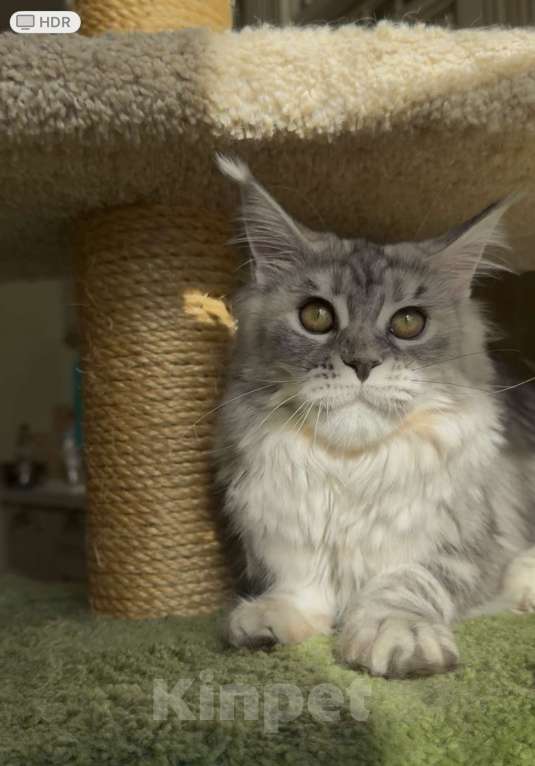 Кошки в Санкт-Петербурге: КЕОНА  Девочка, 50 000 руб. - фото 6