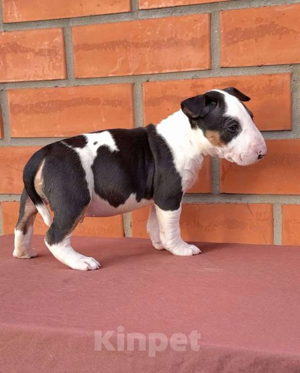 Собаки в других городах Московской области: Щенки 1,5 мес. Питомник Ркф Мальчик, 80 000 руб. - фото 3