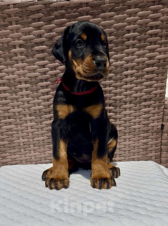 Собаки в Севастополе: Щенки добермана питомник РКФ FCI Мальчик, 80 000 руб. - фото 3