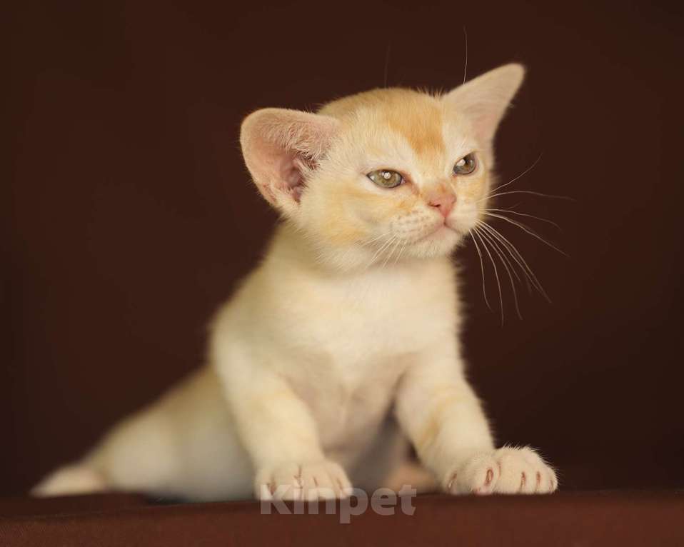 Кошки в Москве: Рыжий бурманский котик Мальчик, 100 000 руб. - фото 4