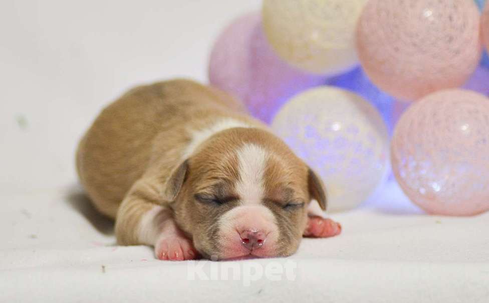Собаки в Москве: Голубо-палевая красавица амстафф Девочка, 80 000 руб. - фото 2