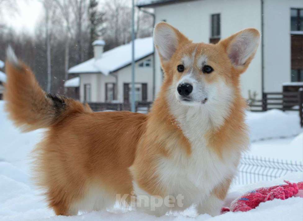 Собаки в Новосибирске: Щенок вельш корги пемброк Мальчик, Бесплатно - фото 4
