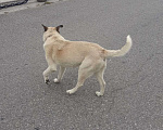 Собаки в Санкт-Петербурге: Найдена собака Мальчик, Бесплатно - фото 2