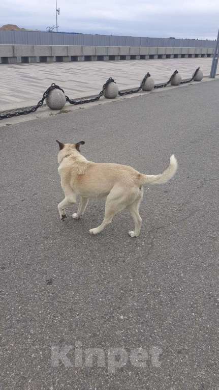Собаки в Санкт-Петербурге: Найдена собака Мальчик, Бесплатно - фото 2