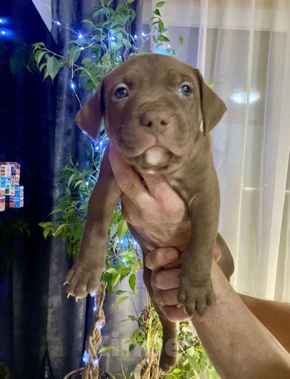 Собаки в других городах Московской области: Щенки питбультерьеры Девочка, 50 000 руб. - фото 1