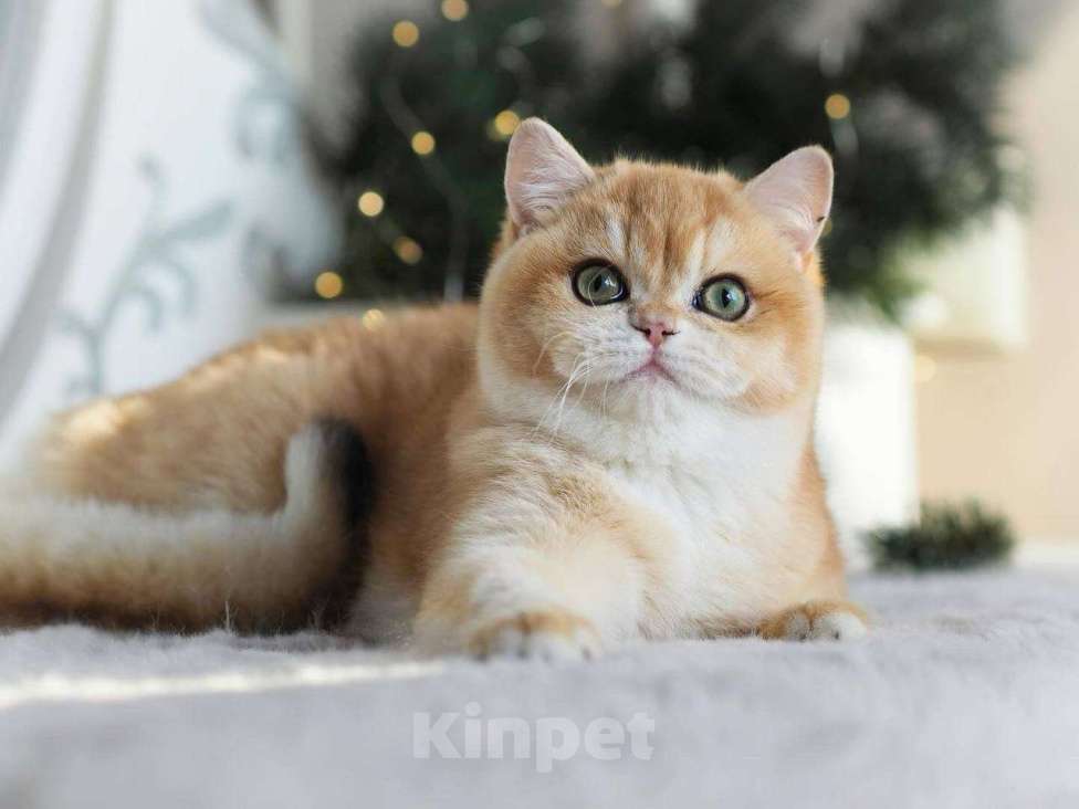 Кошки в Москве: Красивая британская кошечка Девочка, 25 000 руб. - фото 2