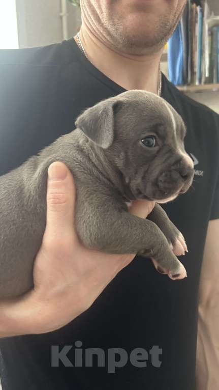Собаки в Белгороде: Щенки АСТ Девочка, 40 руб. - фото 3