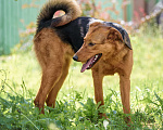 Собаки в Боровске: Ищу своего Человека Девочка, Бесплатно - фото 4
