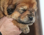 Собаки в Красноярске: Щенки тибетского мастифа  Девочка, 35 000 руб. - фото 4