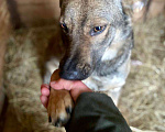 Собаки в Серпухове: Самая ласковая дворянка Мотя ищет дом Девочка, 15 руб. - фото 3