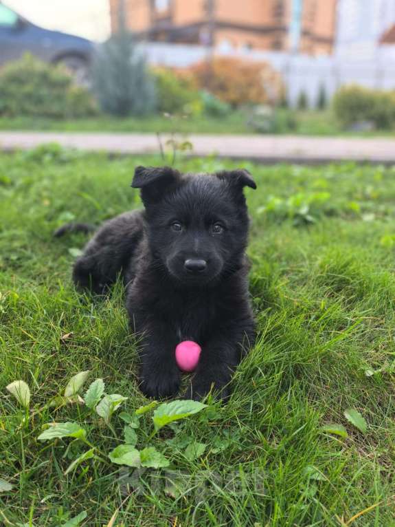 Собаки в Орле: Щенки немецкой овчарки Мальчик, 50 000 руб. - фото 1