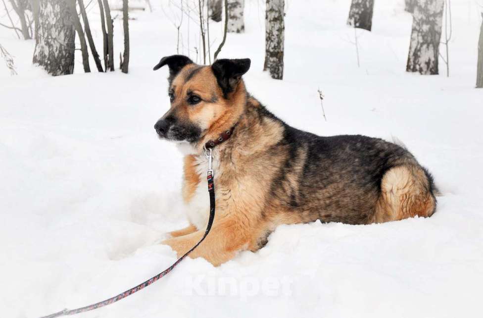 Собаки в Москве: Пончо Девочка, Бесплатно - фото 3