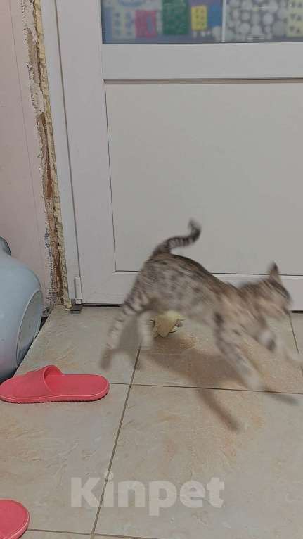 Кошки в Симферополе: Кошечка Буся ищет любящих хозяев) Девочка, Бесплатно - фото 9