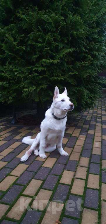 Собаки в других городах Московской области: Якутята из ппбж Друг  Мальчик, Бесплатно - фото 8