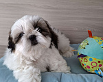 Собаки в Новороссийске: Щенки ши-тцу Мальчик, Бесплатно - фото 4