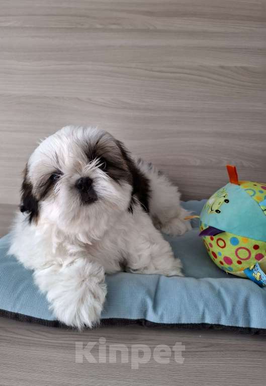 Собаки в Новороссийске: Щенки ши-тцу Мальчик, Бесплатно - фото 4