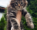 Кошки в Краснодаре: Котенок мейн кун Мальчик, 75 000 руб. - фото 8