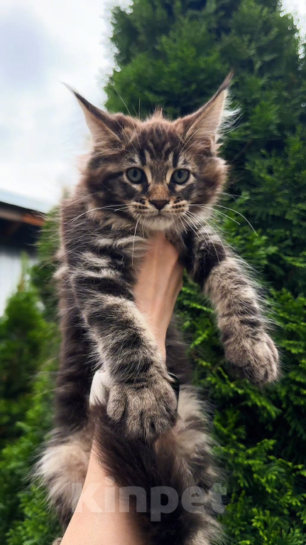 Кошки в Краснодаре: Котенок мейн кун Мальчик, 75 000 руб. - фото 8