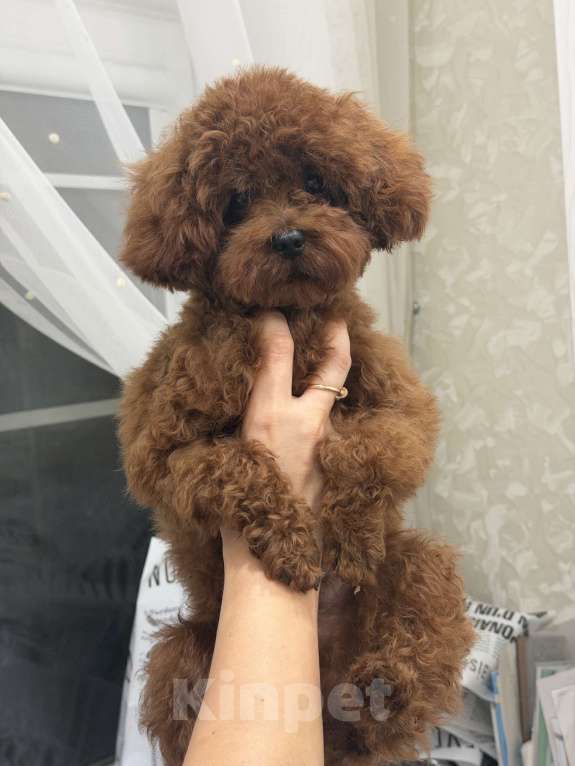 Собаки в Краснодаре: Тедди пудель Китай  Мальчик, 250 000 руб. - фото 2