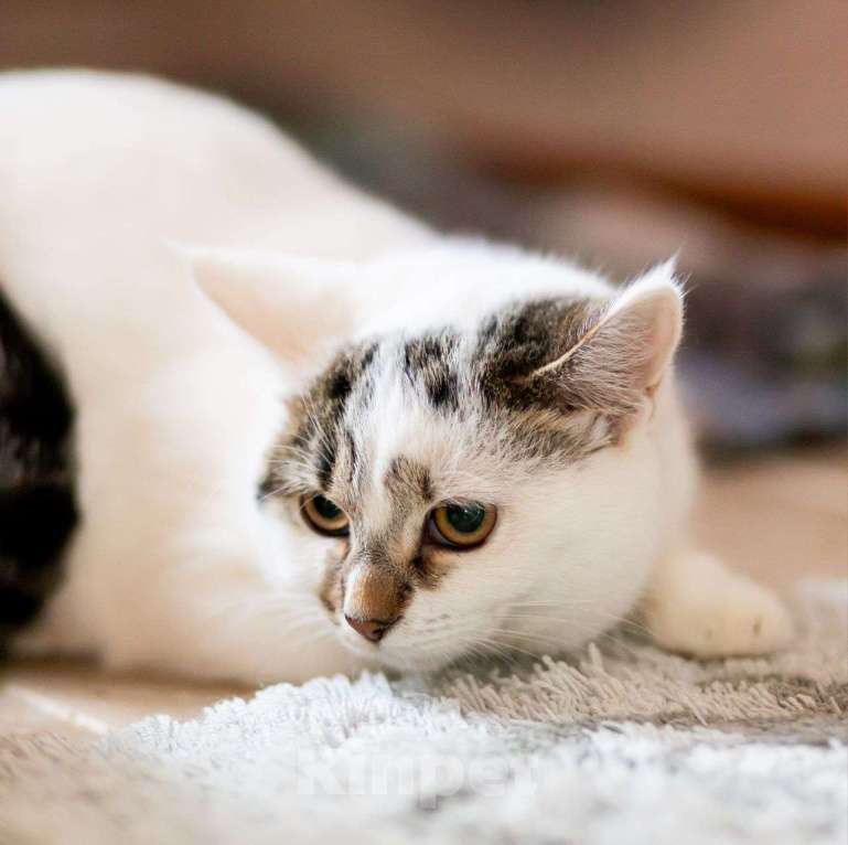 Кошки в Москве: Варю никто не замечает  Девочка, Бесплатно - фото 2