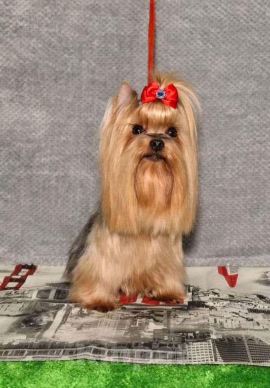 Собаки в Королеве: Йорк девочка Девочка, 7 000 руб. - фото 3